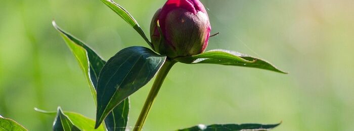 Pfingstgottesdienste Pfingstgottesdienste