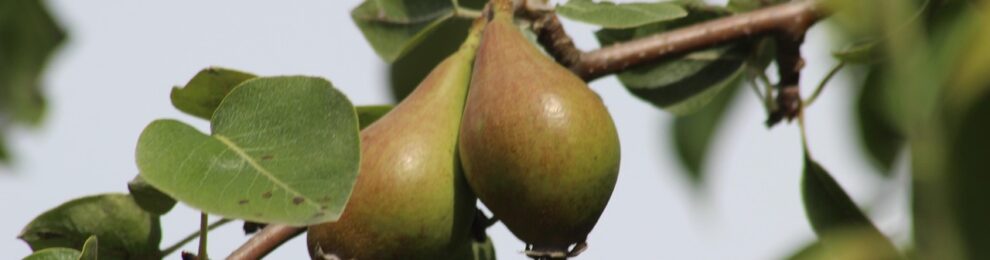 Seniorenfahrt nach Ribbeck am 2. Juli 2025 Seniorenfahrt nach Ribbeck am 2. Juli 2025